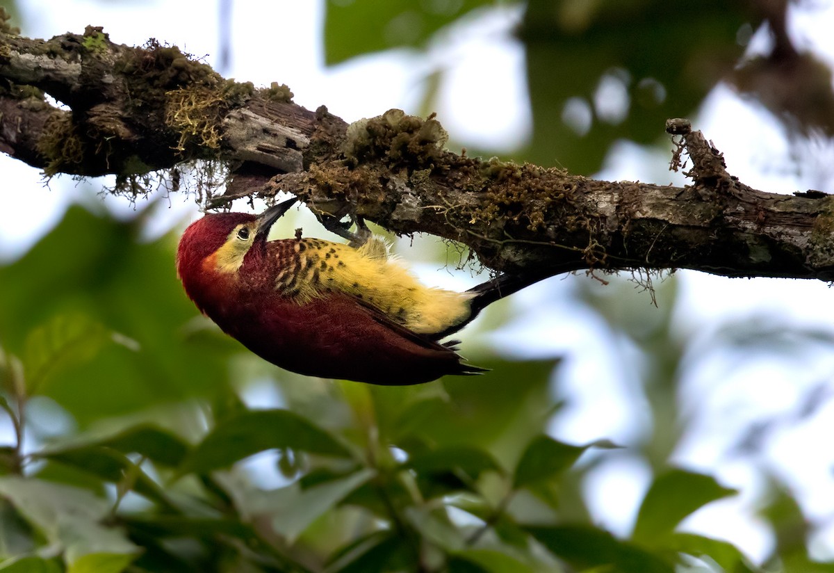 Crimson-mantled Woodpecker - Lars Petersson | My World of Bird Photography