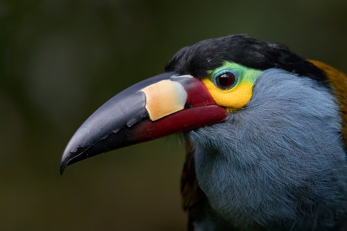 Plate-billed Mountain-Toucan - Lars Petersson | My World of Bird Photography