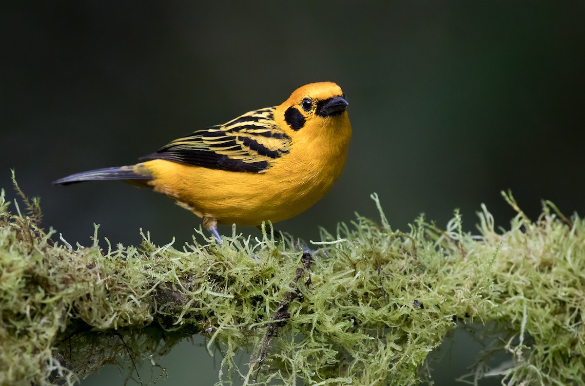 Golden Tanager - Lars Petersson | My World of Bird Photography