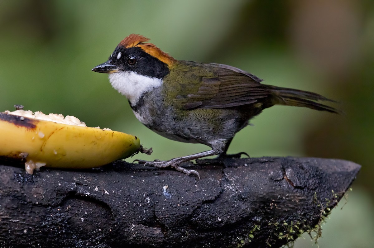 Chestnut-capped Brushfinch - Lars Petersson | My World of Bird Photography