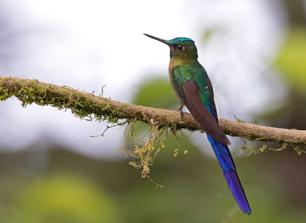 Violet-tailed Sylph - ML200007181