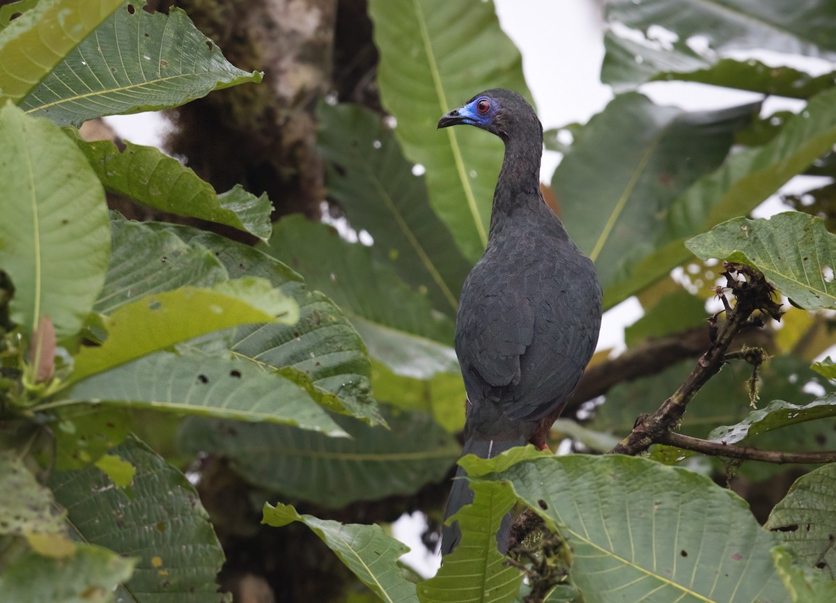 Sickle-winged Guan - Lars Petersson | My World of Bird Photography