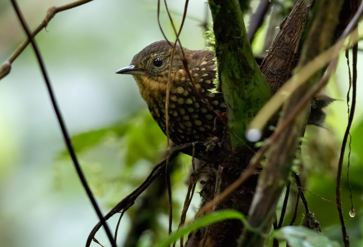 Spotted Barbtail - Lars Petersson | My World of Bird Photography