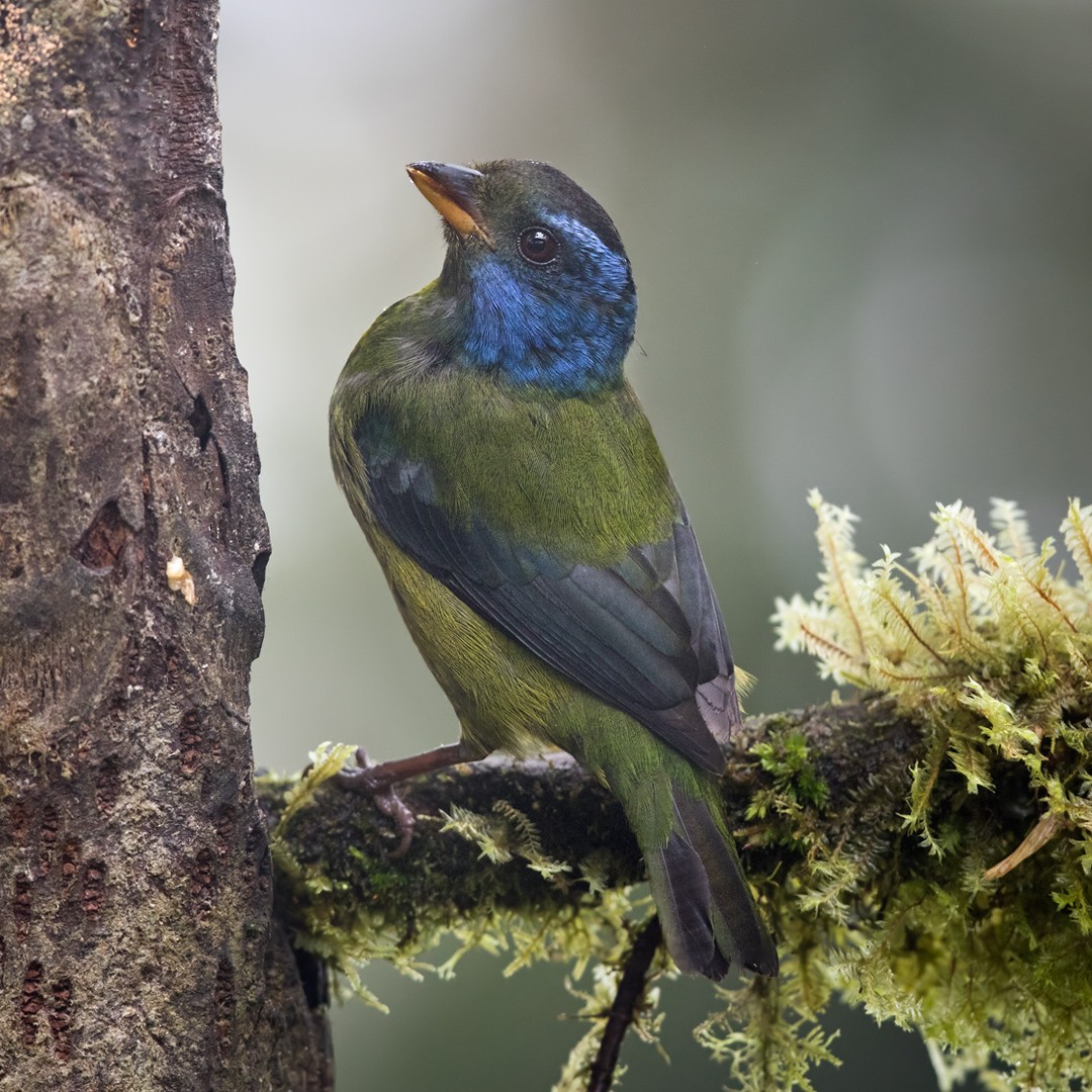 Moss-backed Tanager - Lars Petersson | My World of Bird Photography