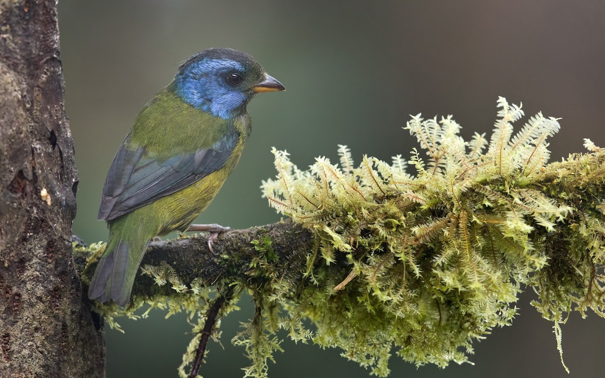 Moss-backed Tanager - ML200008191