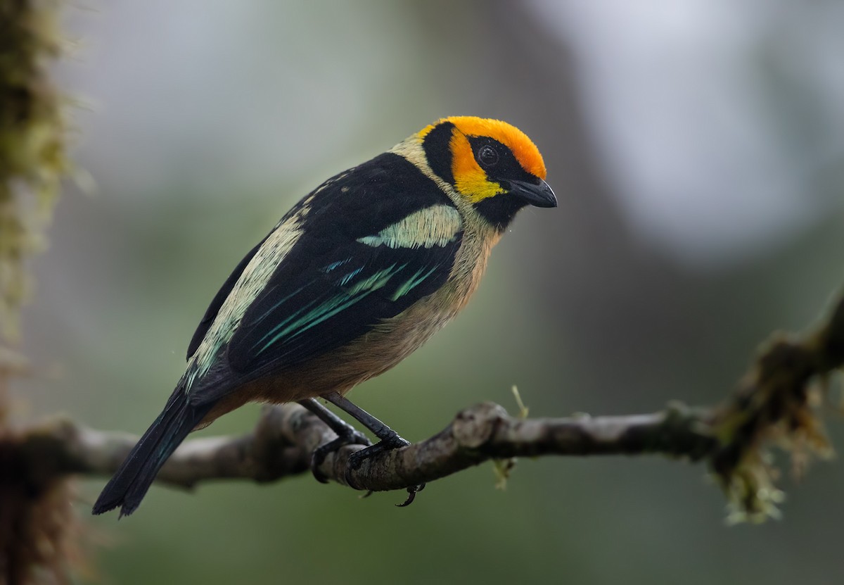 Flame-faced Tanager (Yellow-faced) - ML200008201
