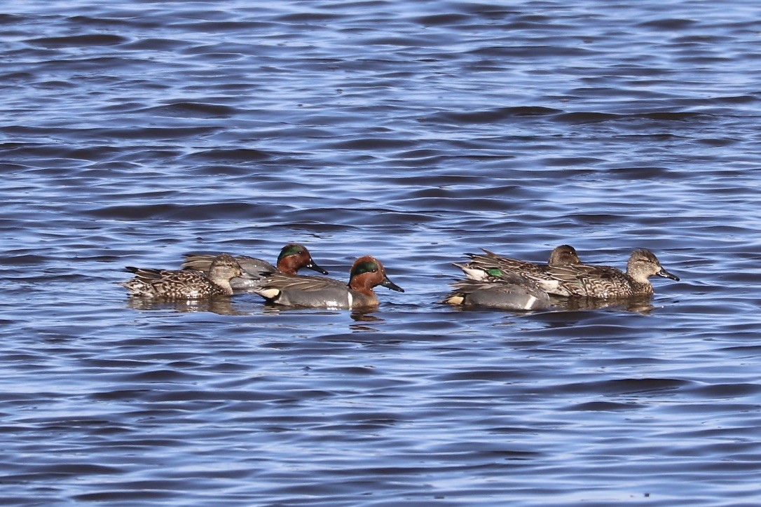 Green-winged Teal - Irvin Pitts