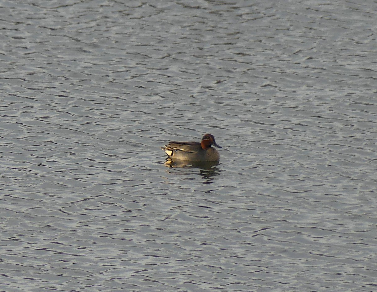 Green-winged Teal - ML200012261