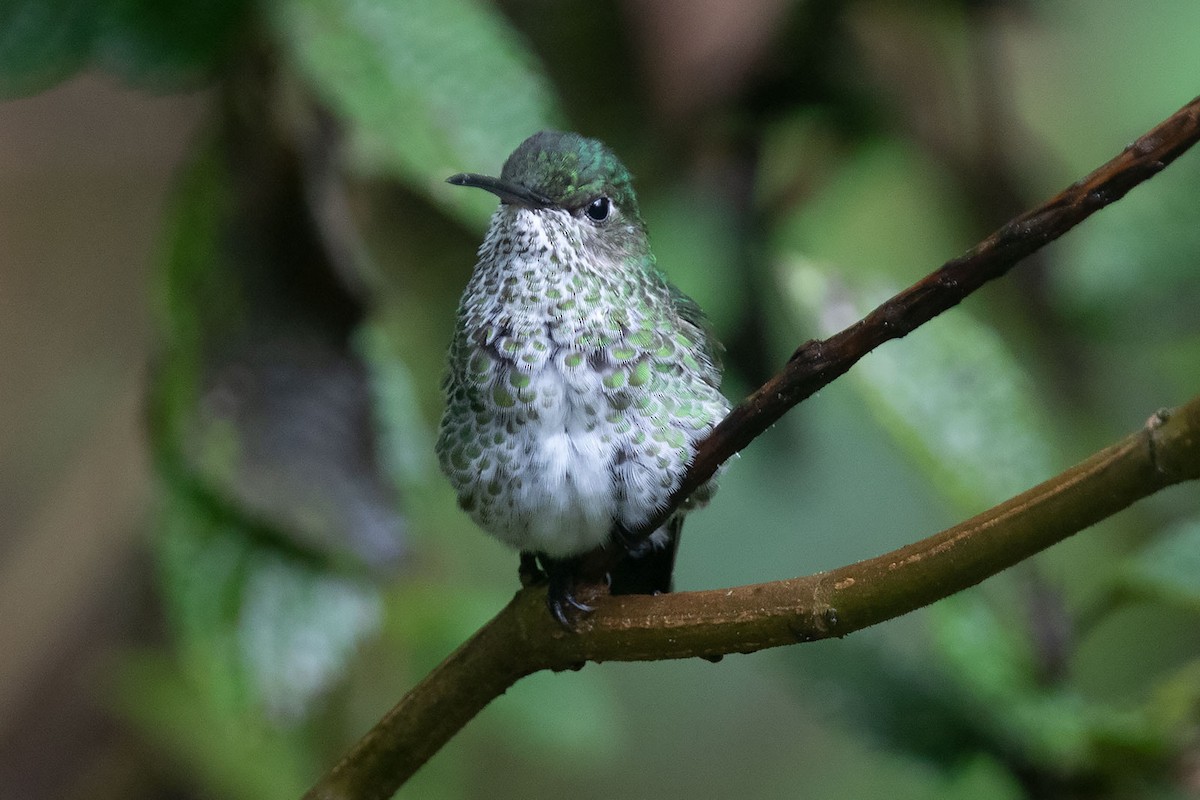 Many-spotted Hummingbird - Arthur Grosset