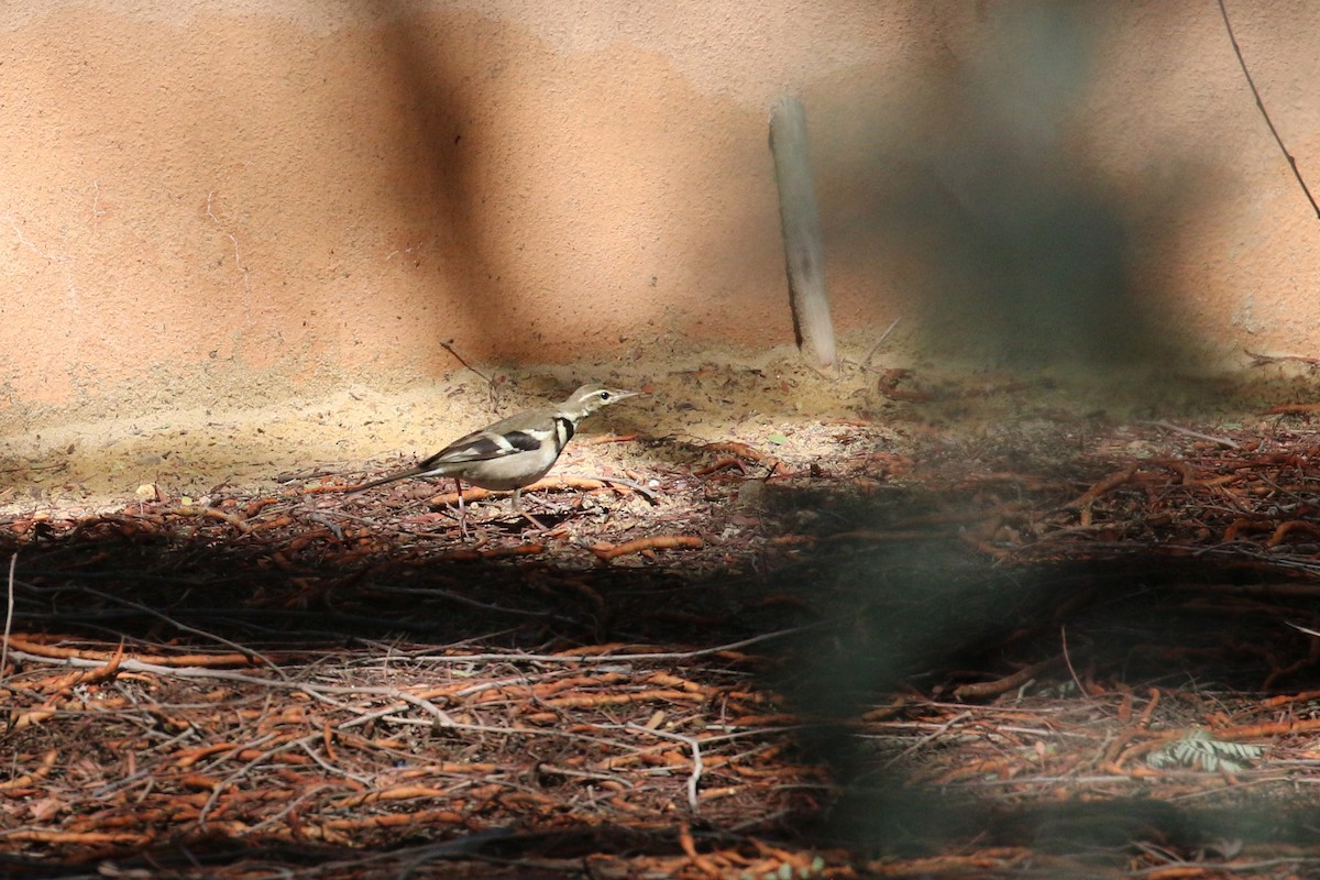 Forest Wagtail - Oscar Campbell