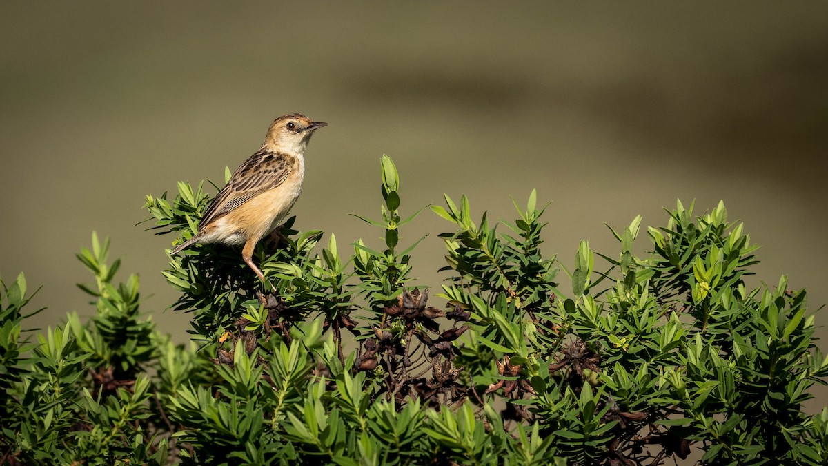 Wing-snapping Cisticola - Michael Riffel