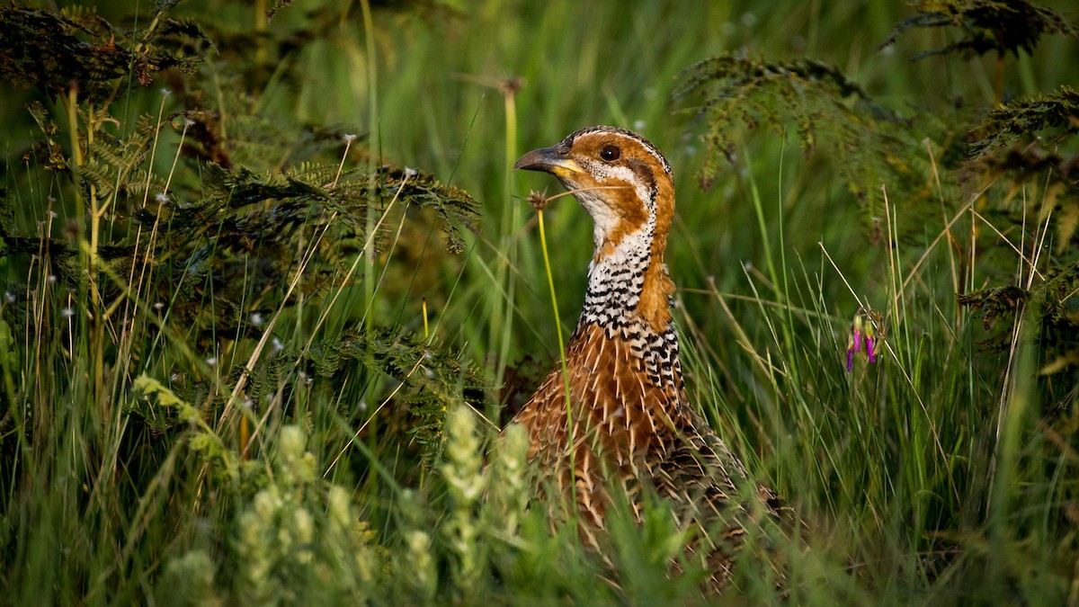 Red-winged Francolin - ML200022391