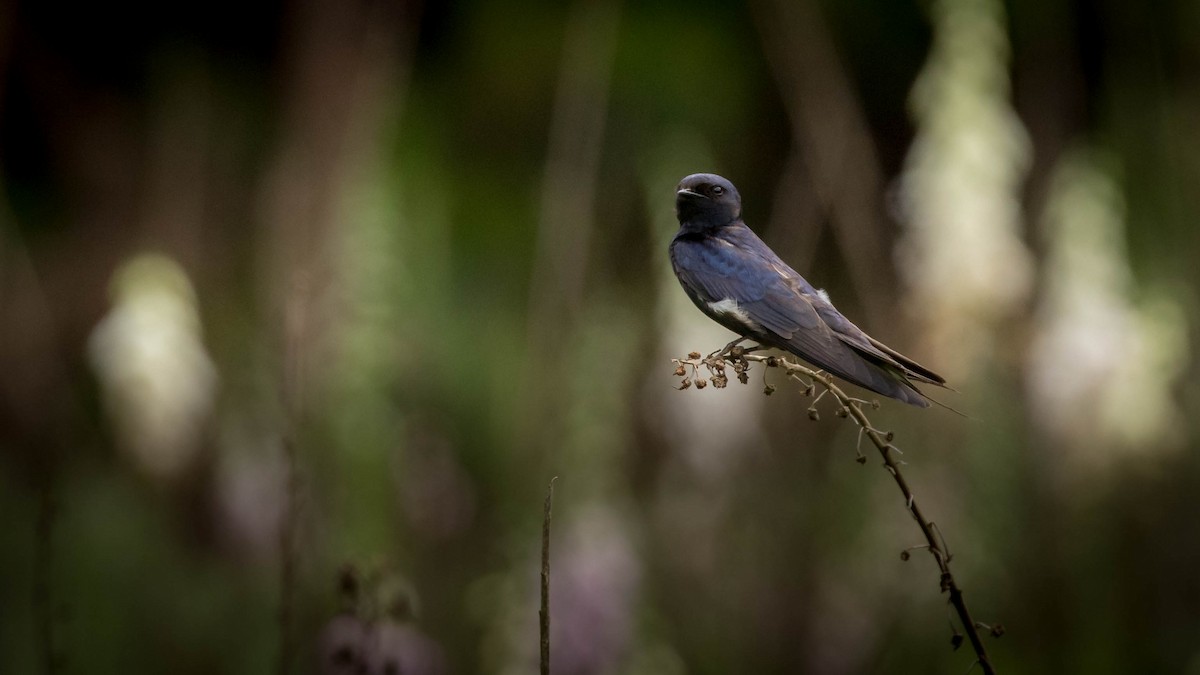 Montane Blue Swallow - Michael Riffel