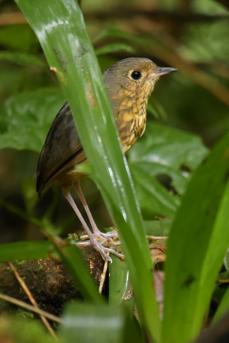 Speckle-breasted Antpitta - ML200026591