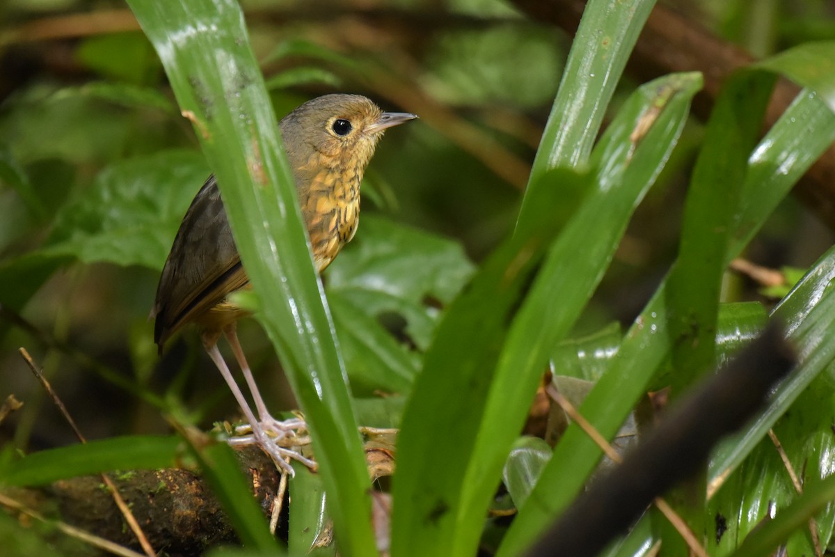 Speckle-breasted Antpitta - ML200026601
