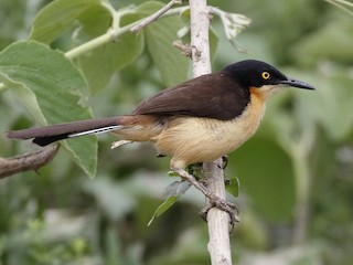  - Black-capped Donacobius