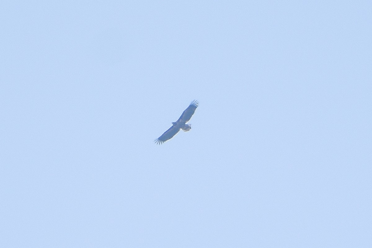 White-tailed Eagle - ML200030571
