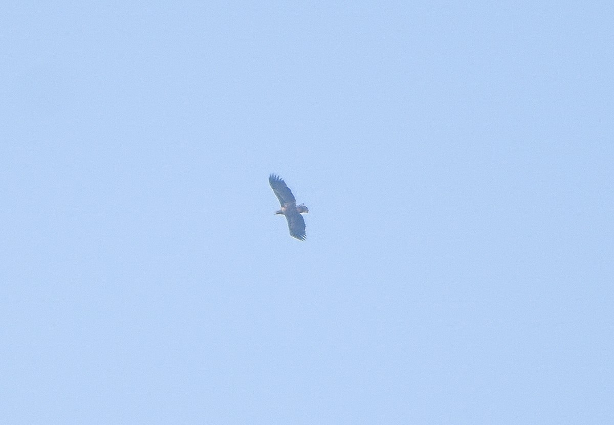 White-tailed Eagle - ML200030581