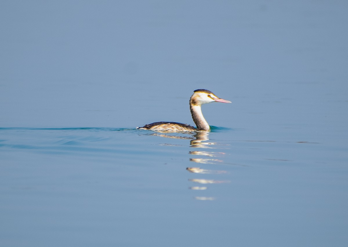 Great Crested Grebe - Samim Akhter