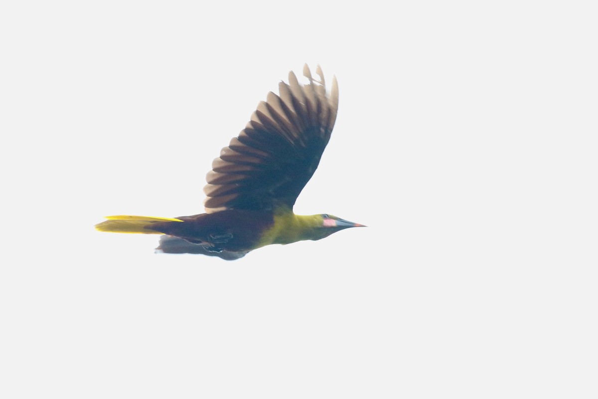 Parástirnvogel (yuracares/neivae) - ML200032511