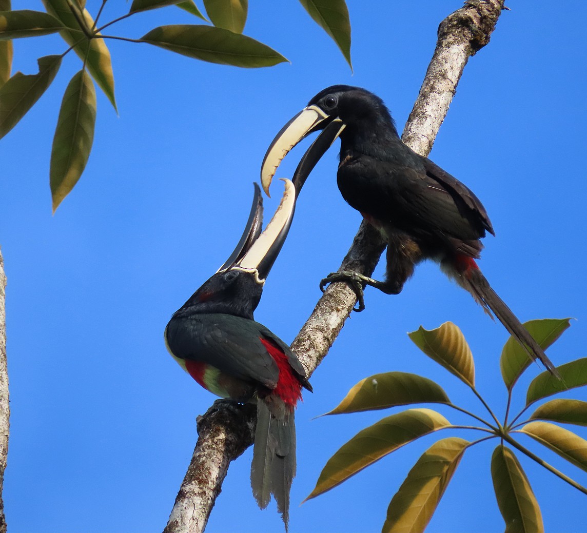 Black-necked Aracari - sylvain Uriot