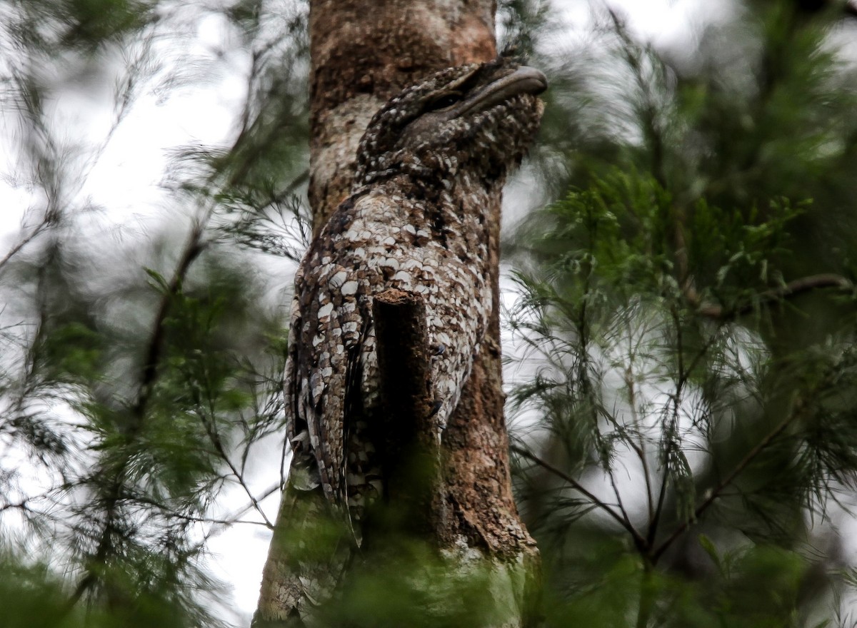 Marbled Frogmouth - ML200035451