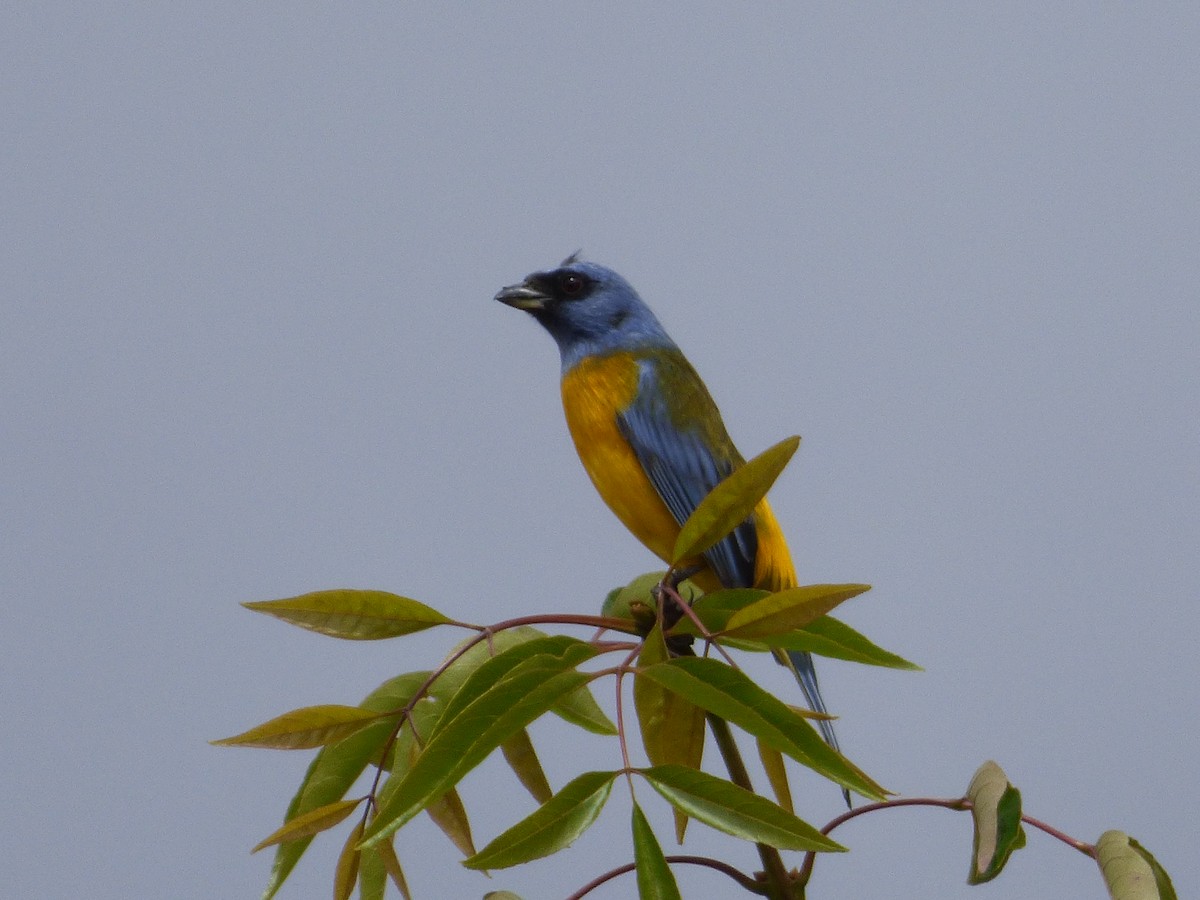 Blue-and-yellow Tanager - joe trig