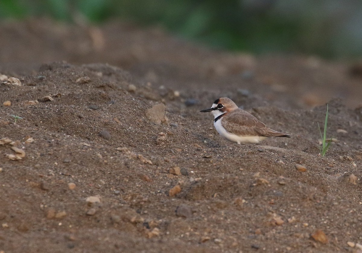 Collared Plover - ML200035991