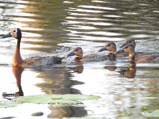 White-faced Whistling-Duck, ML200038771