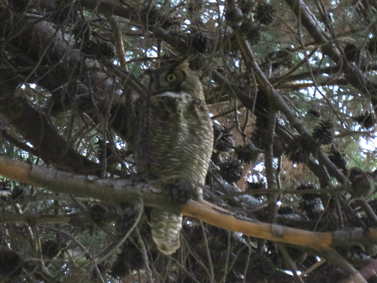 Great Horned Owl - ML200043431