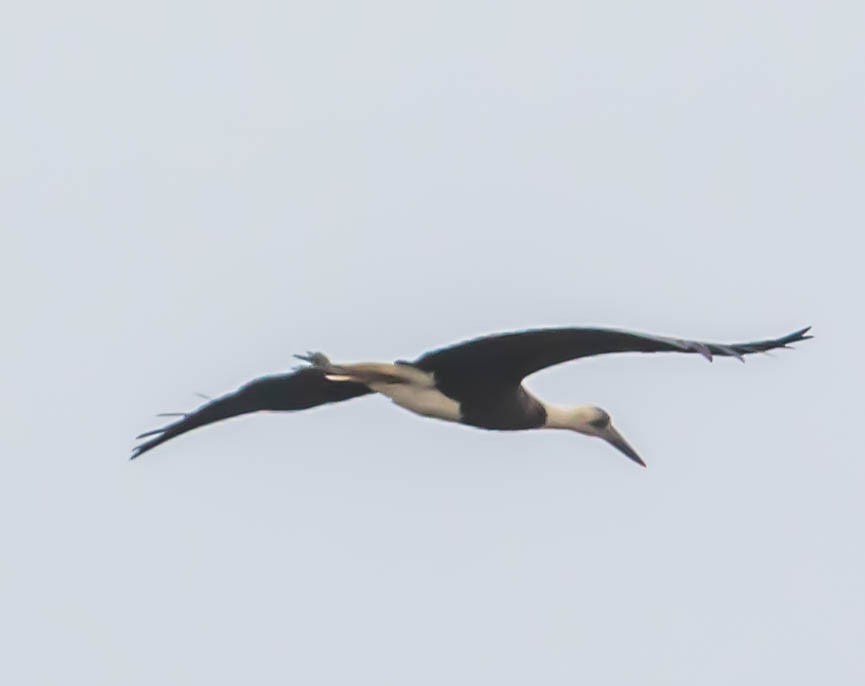 African Woolly-necked Stork - ML200044551