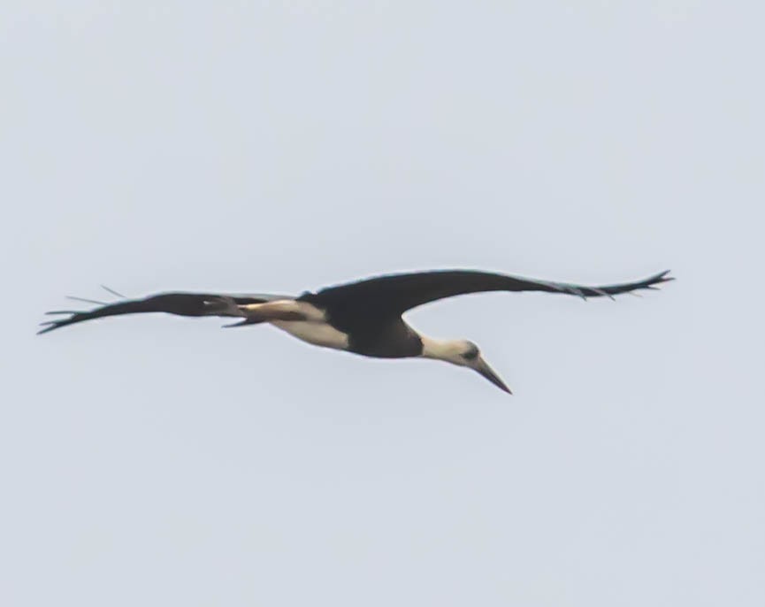 African Woolly-necked Stork - ML200044591