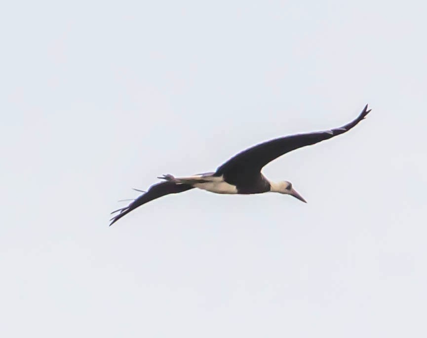 African Woolly-necked Stork - ML200044621