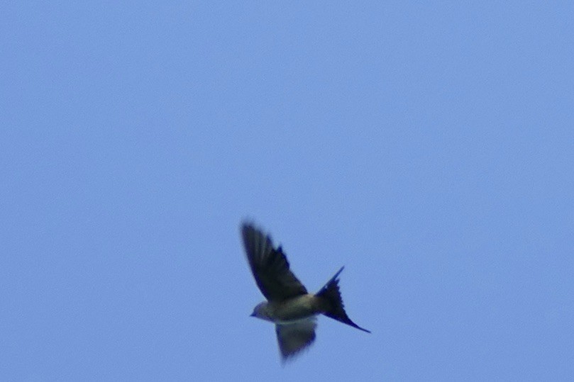 Red-rumped Swallow - ML200045011