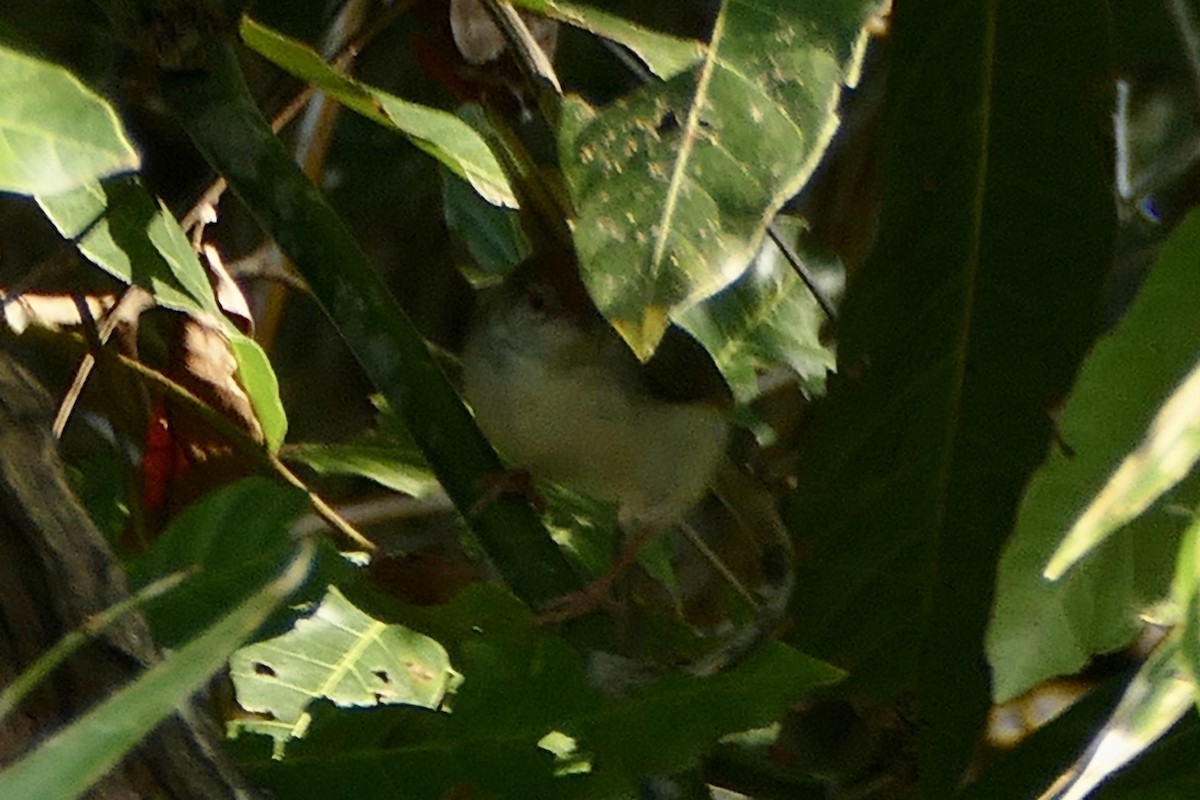 Common Tailorbird - ML200045201
