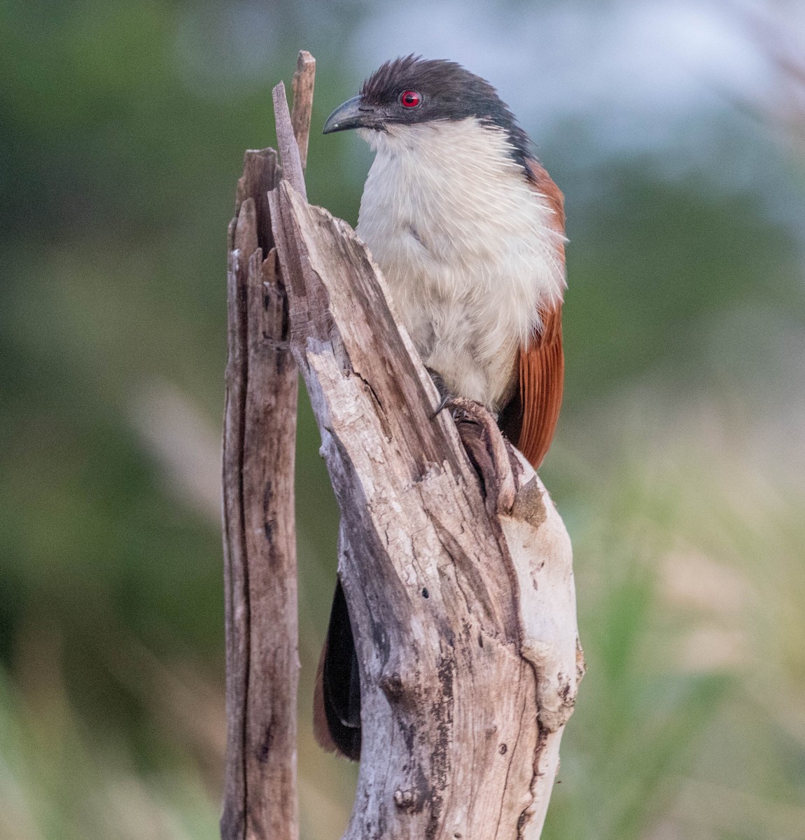 White-browed Coucal (Burchell's) - ML200045291