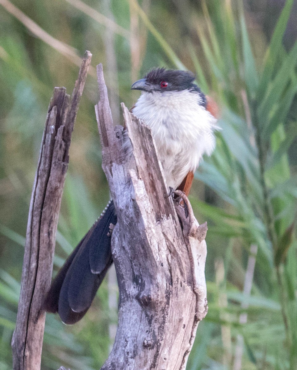 White-browed Coucal (Burchell's) - ML200045391