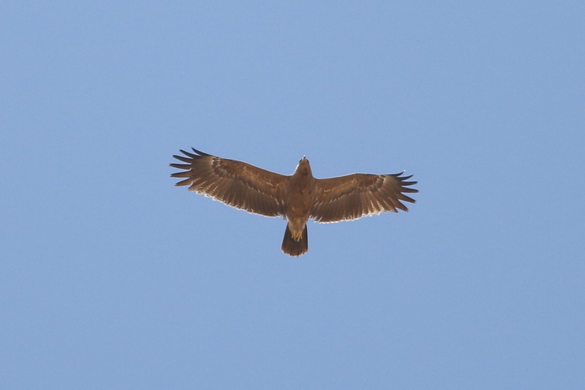 Lesser Spotted Eagle - ML200046431