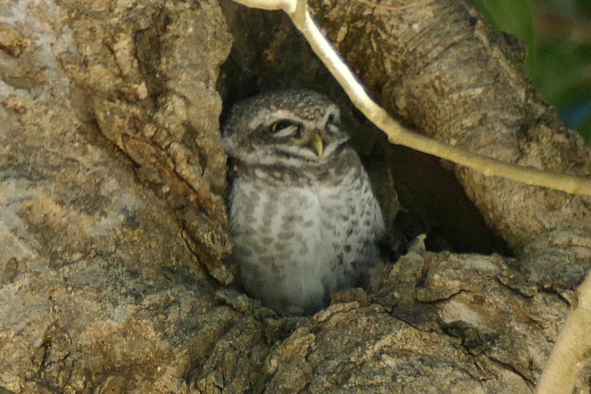 Spotted Owlet - ML200046501