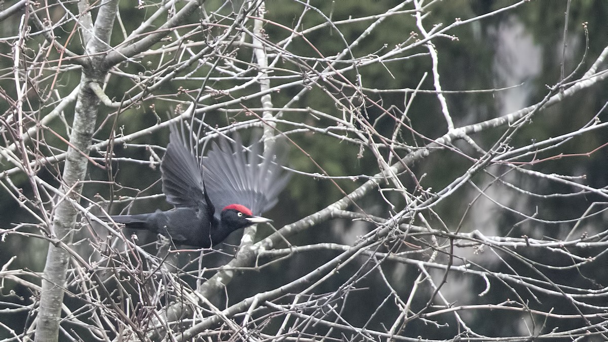 Black Woodpecker - birol hatinoğlu