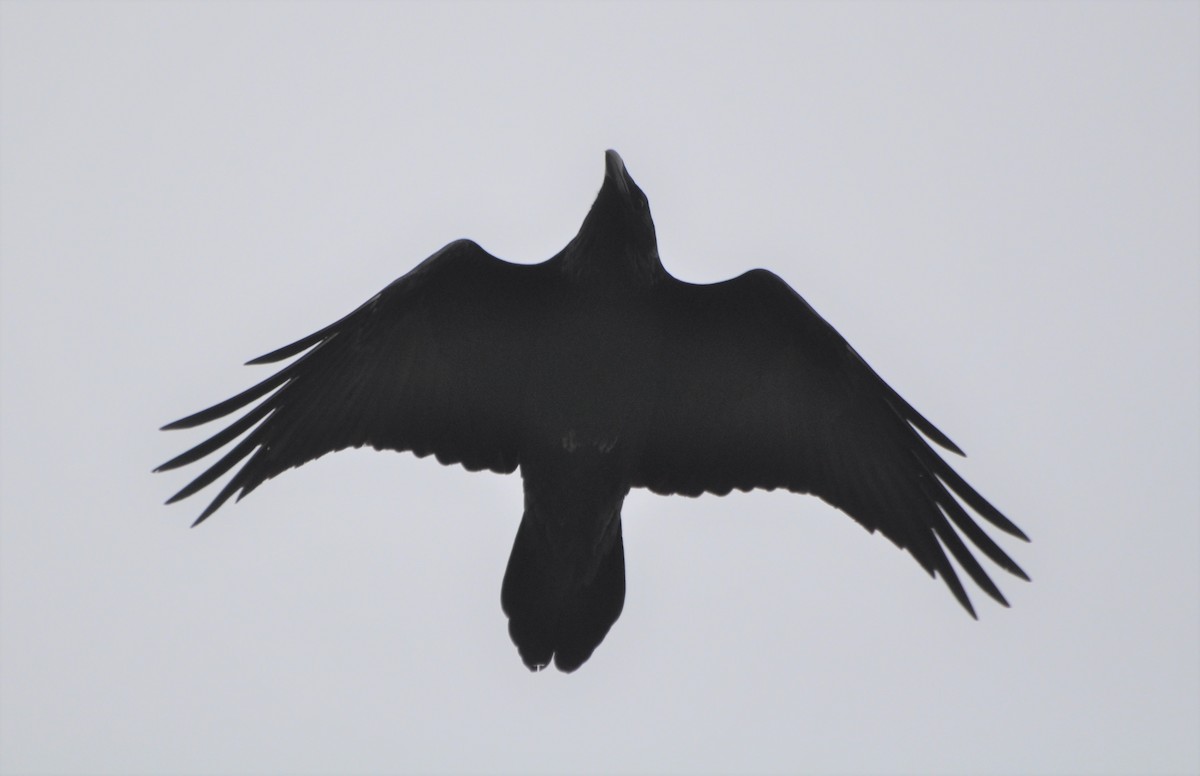 Common Raven - ML200052701