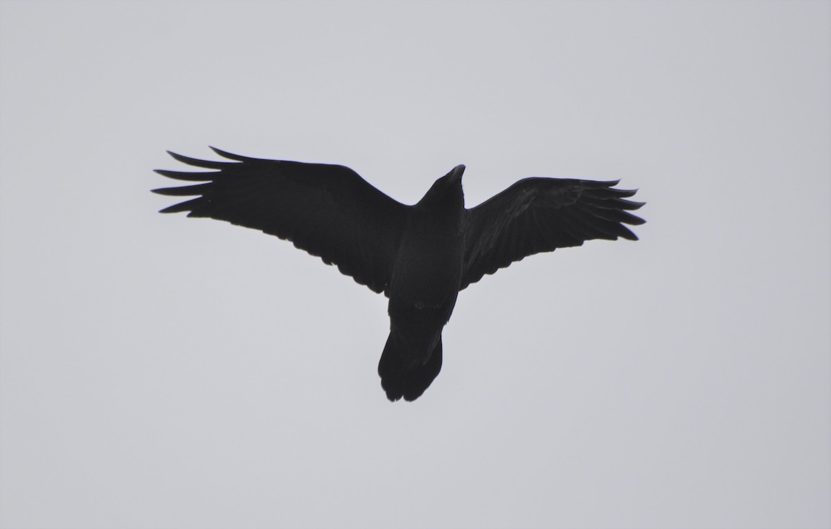 Common Raven - ML200052721