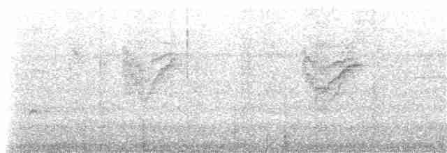 Каатинга плямистокрила [група boucardi] - ML200054211