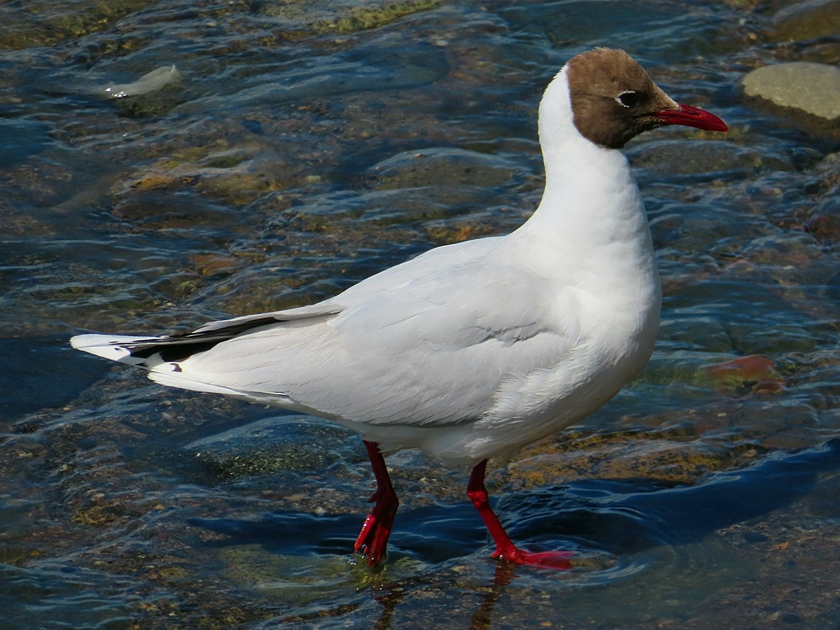 Brown-hooded Gull - Lancy Cheng