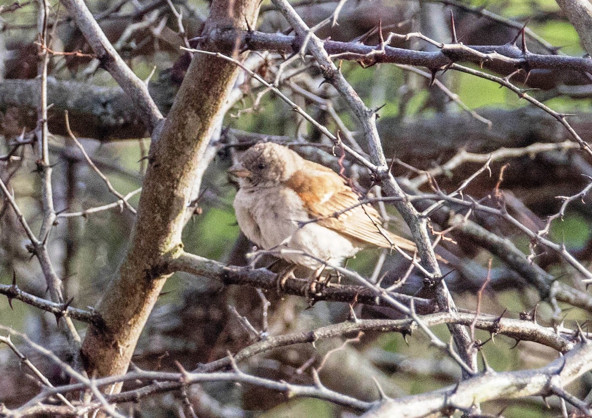 Southern Gray-headed Sparrow - Robert Bochenek