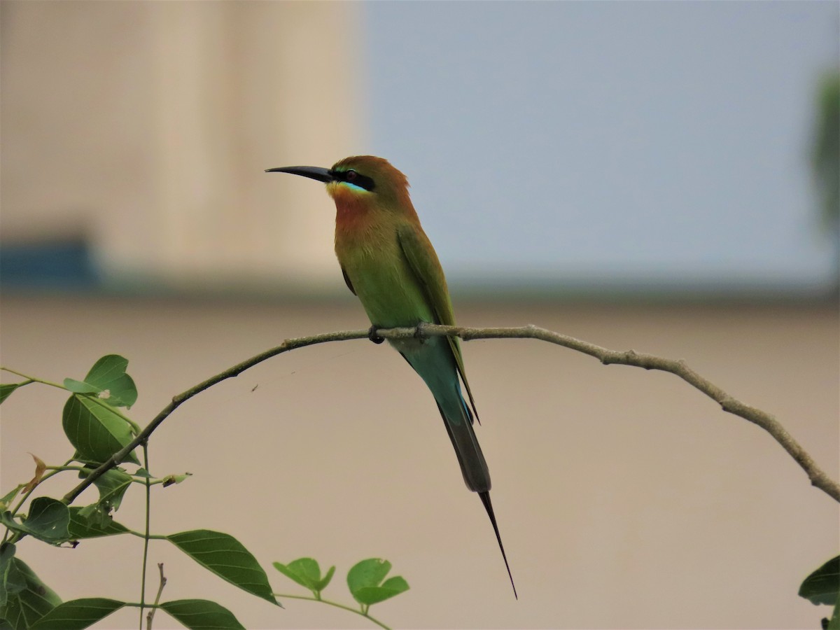 Blue-tailed Bee-eater - ML200061231
