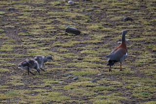 Ashy-headed Goose, ML200062071