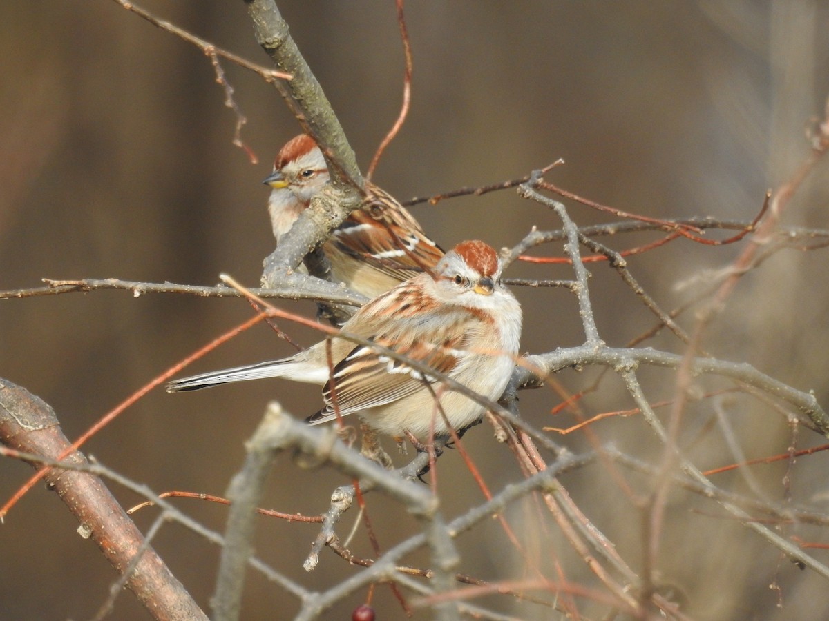 American Tree Sparrow - Tristan Jobin