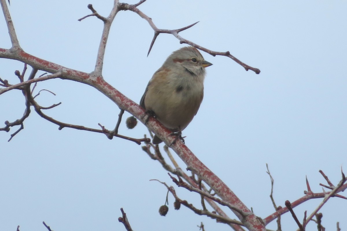 American Tree Sparrow - ML200065581