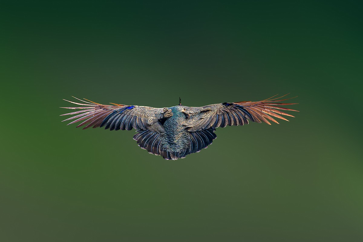 Indian Peafowl - Nitin Chandra
